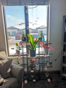 Sheridan's office is home to various plants: air plants in the hanger; top left: Hardy Aloe, Campfire Crassula, and Gollum Jade; top right: Algerian Ivy; second row: Anthurium, Corn Plant, and Norfolk Island Pine; third row: Curtain Fig Bonsai, Garden Croton, and a Mini Orchid; bottom row: Aluminum Plant and Rex Begonia.